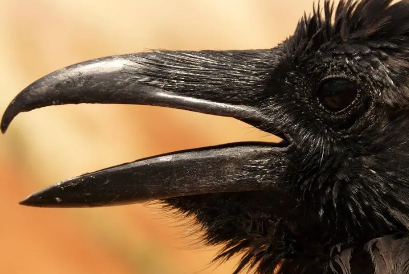 Corvos - Inofensivos, Praga Urbana ou Seres do Além?