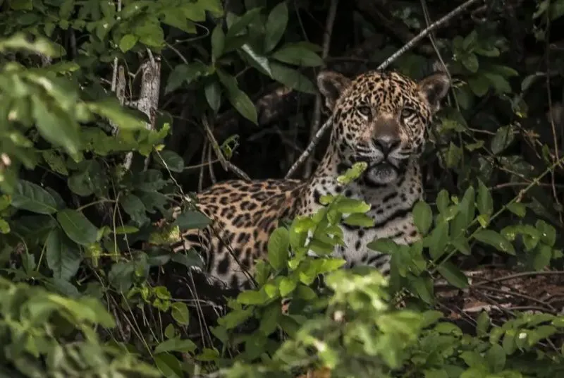 capa_-animais-em-rodovias