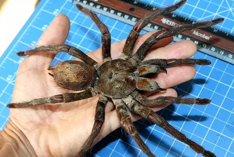 aranha gigante