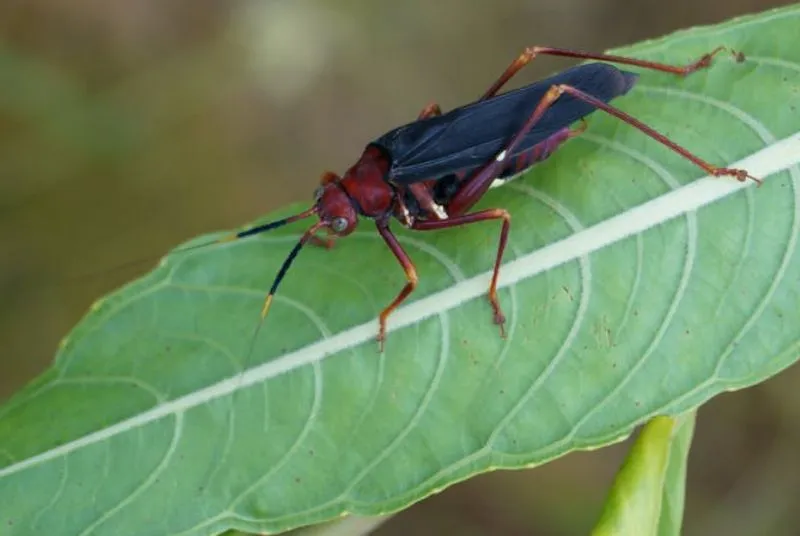 O Barbeiro Assassino e a Doença de Chagas