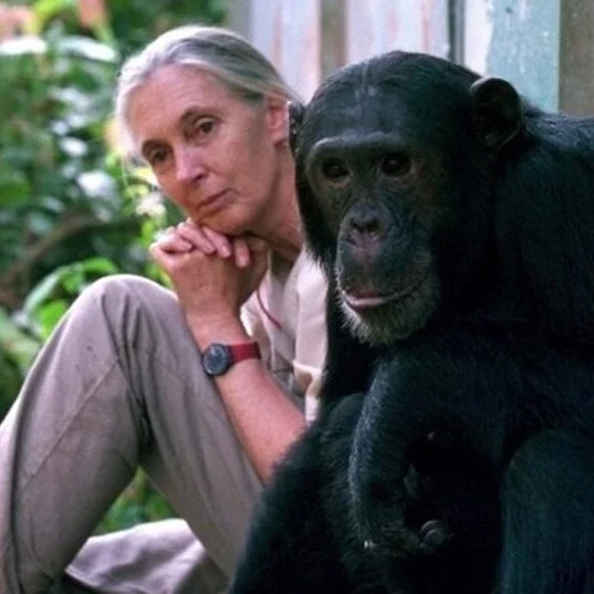 Jane Goodall