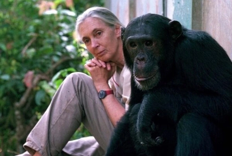 Jane Goodall